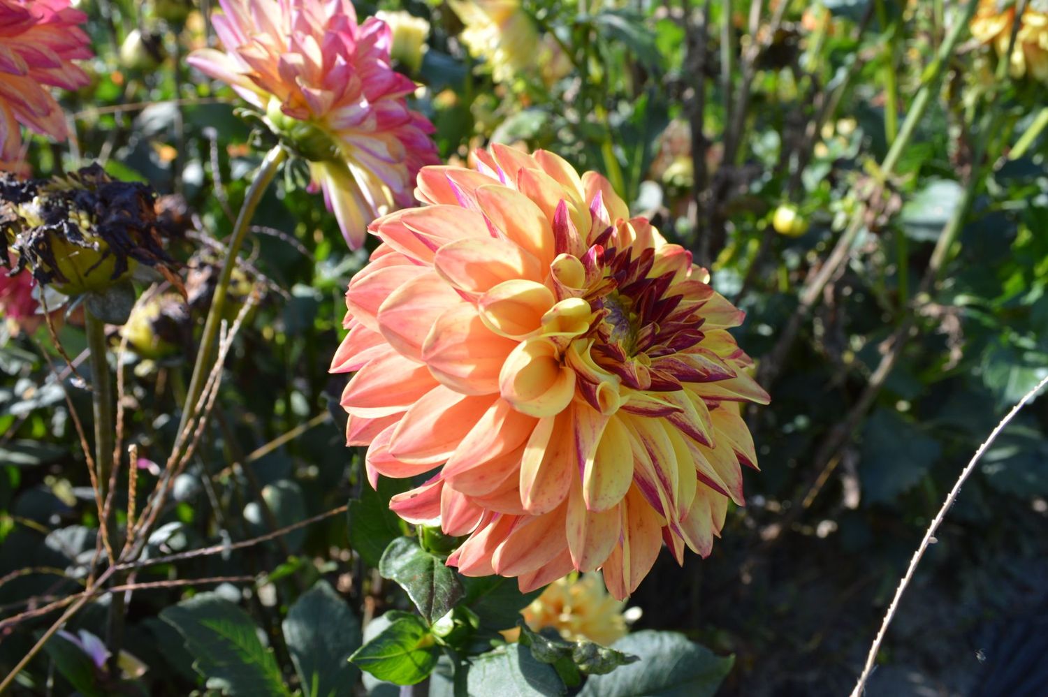 Autumn Pumpkin