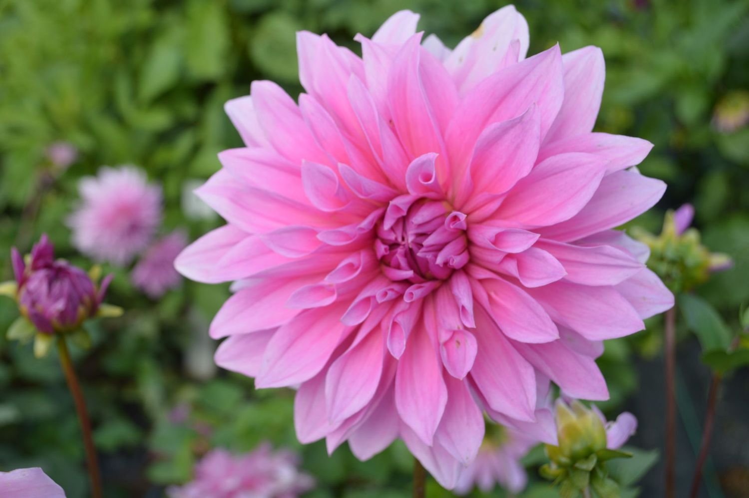 Babylon Lilac