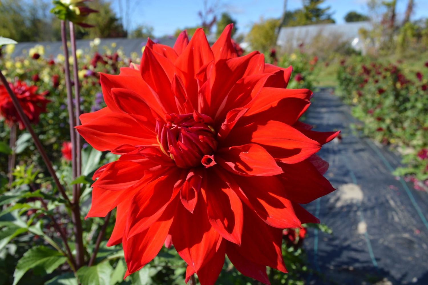 Babylon Red