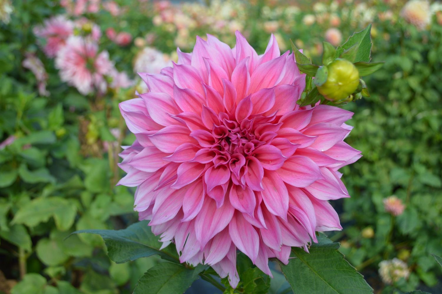 Cafe Au Lait Rose