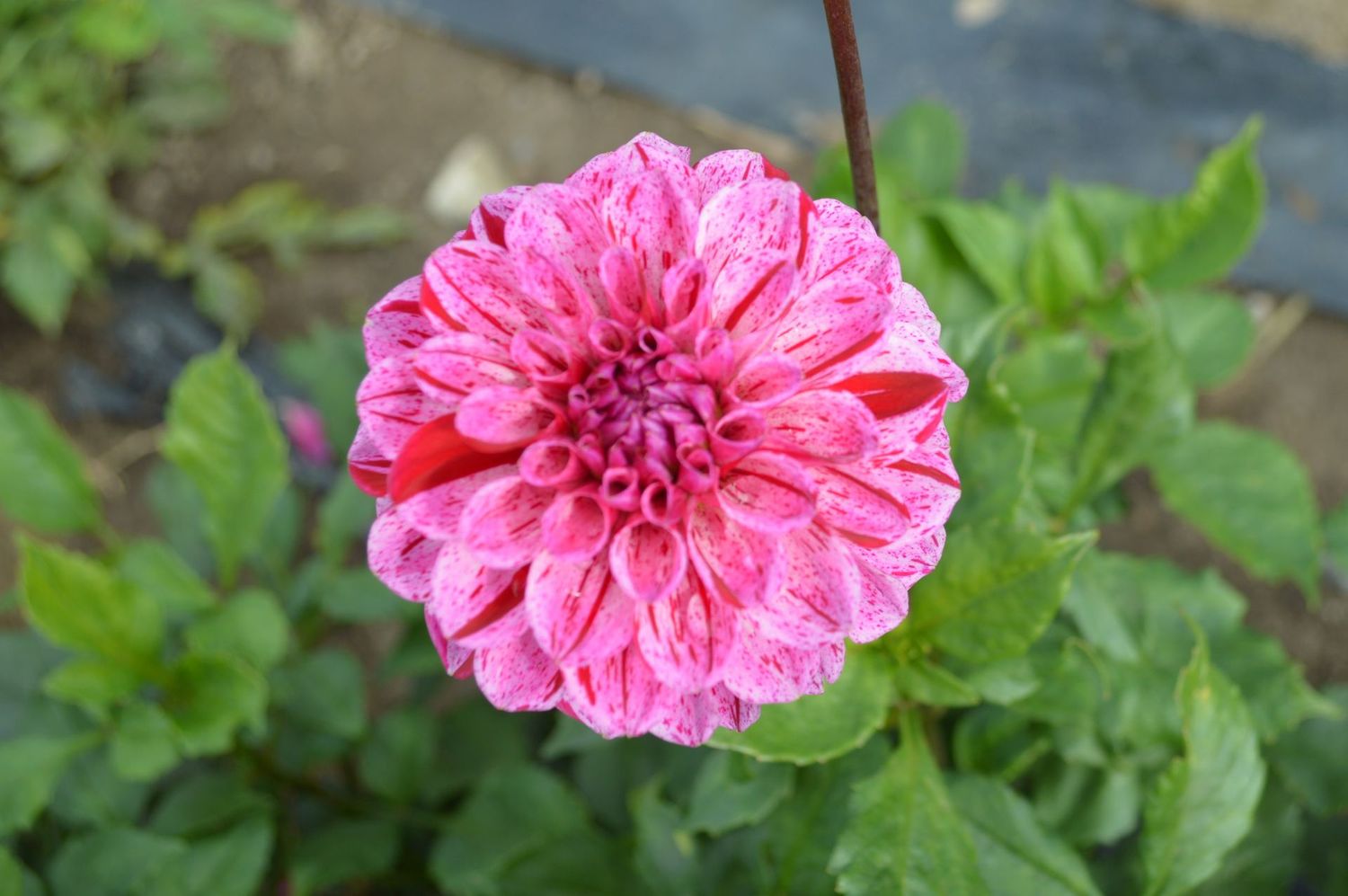 Calico Rose