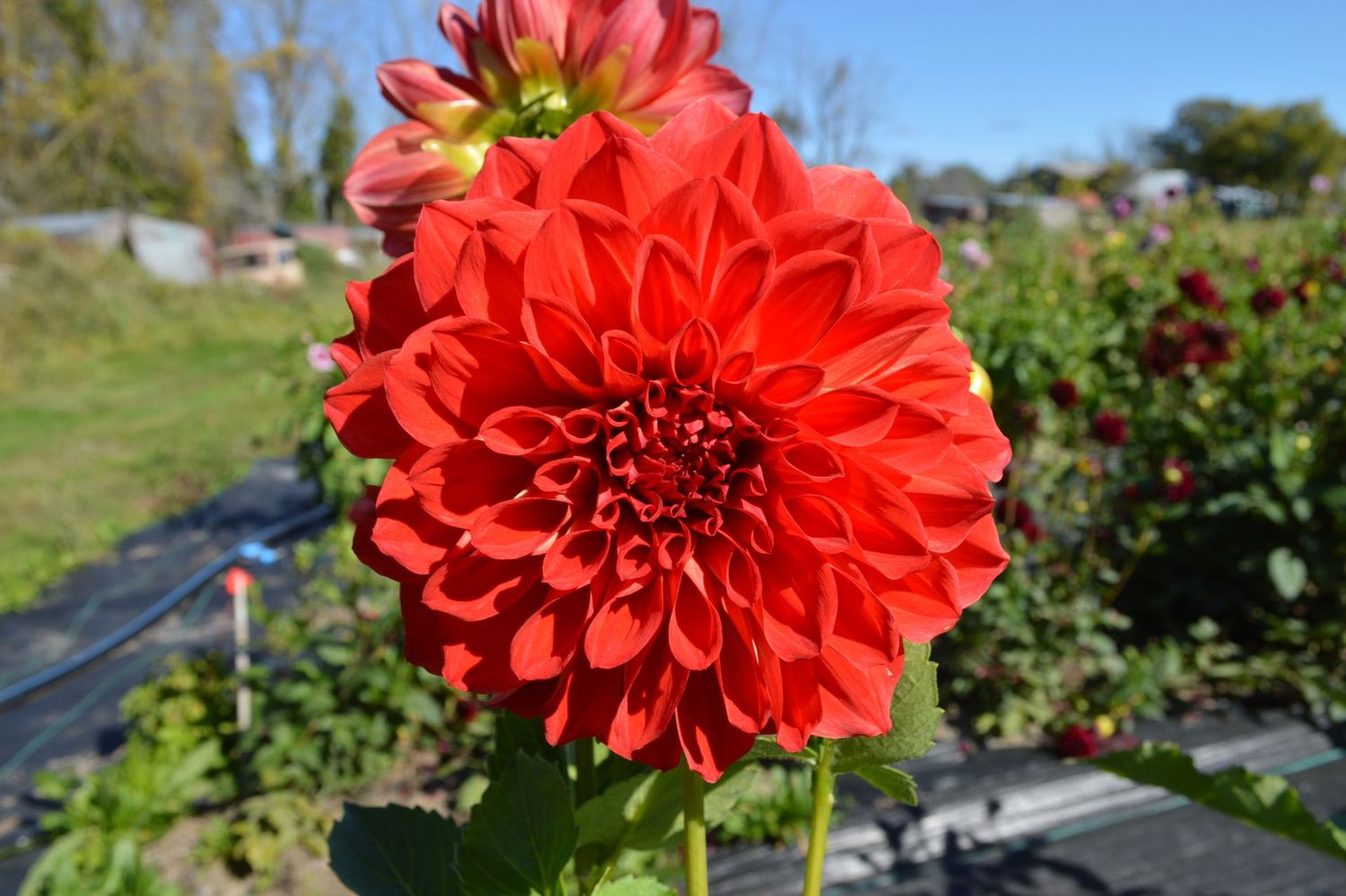 Garden Wonder