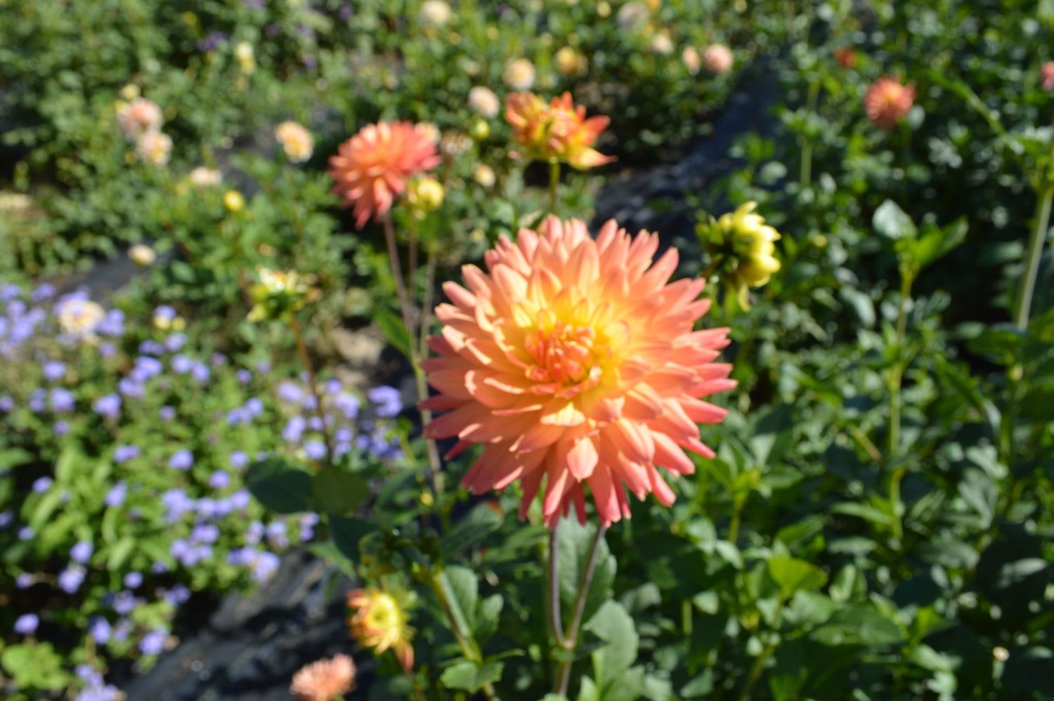 Noid Orange 115