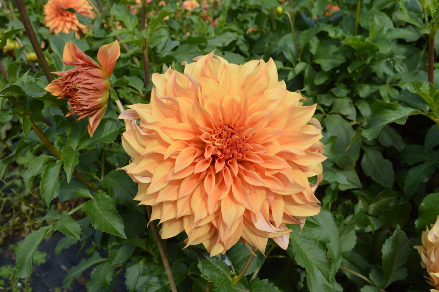 Noid Orange 112
