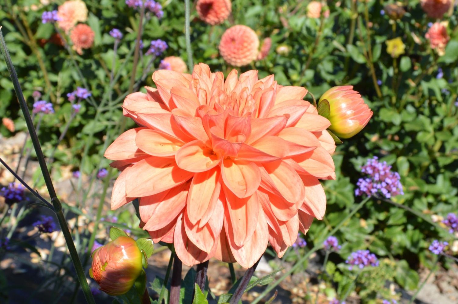 Orange King