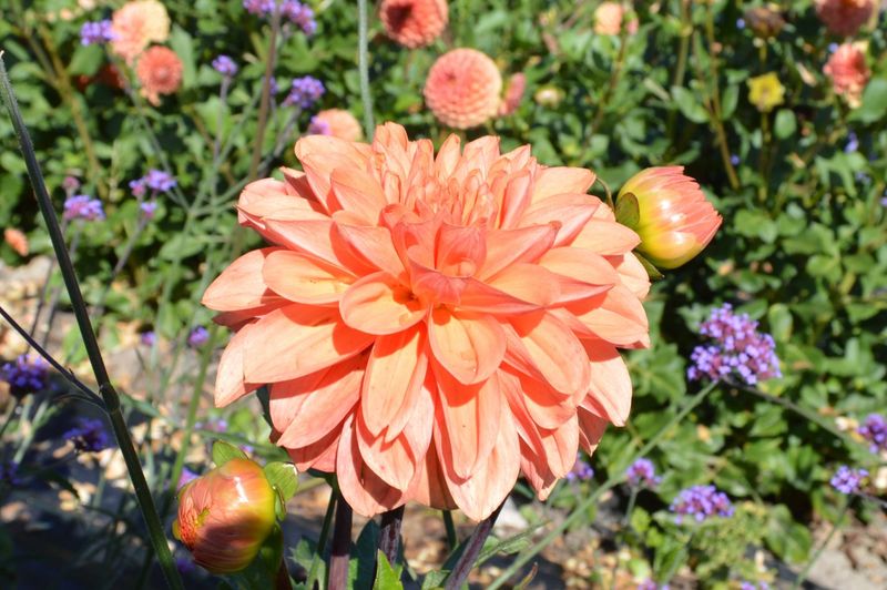 Orange King