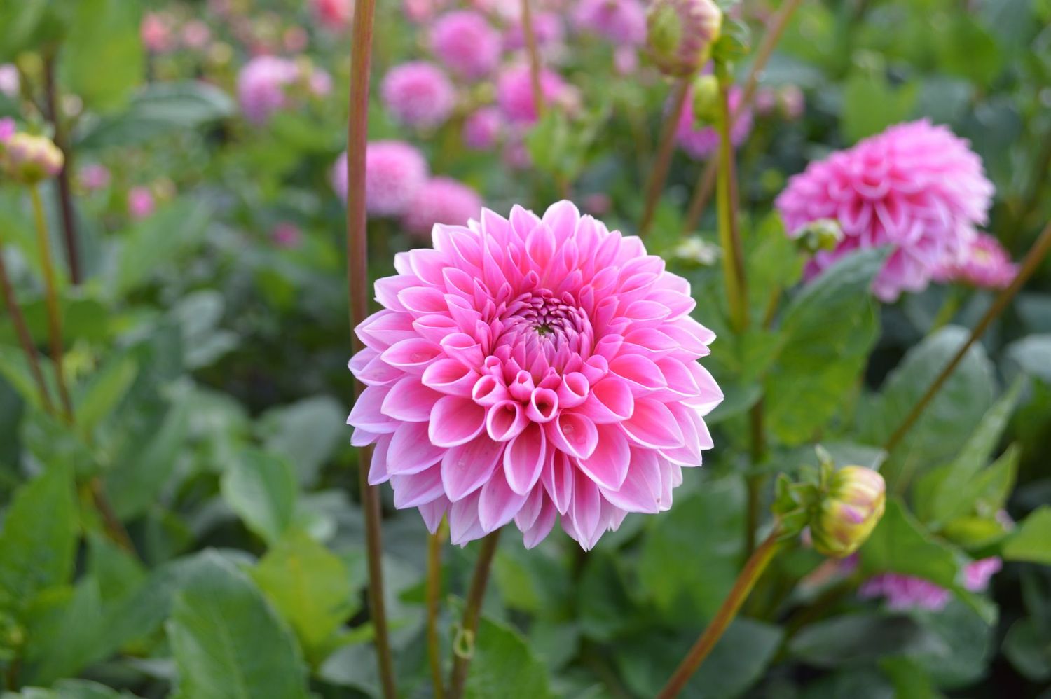 Pink Sylvia