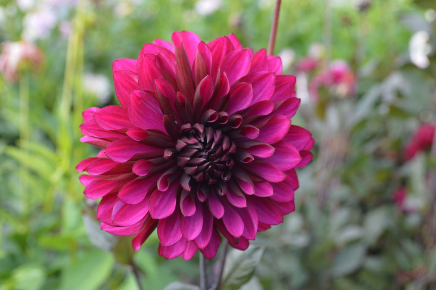 Purple Flame