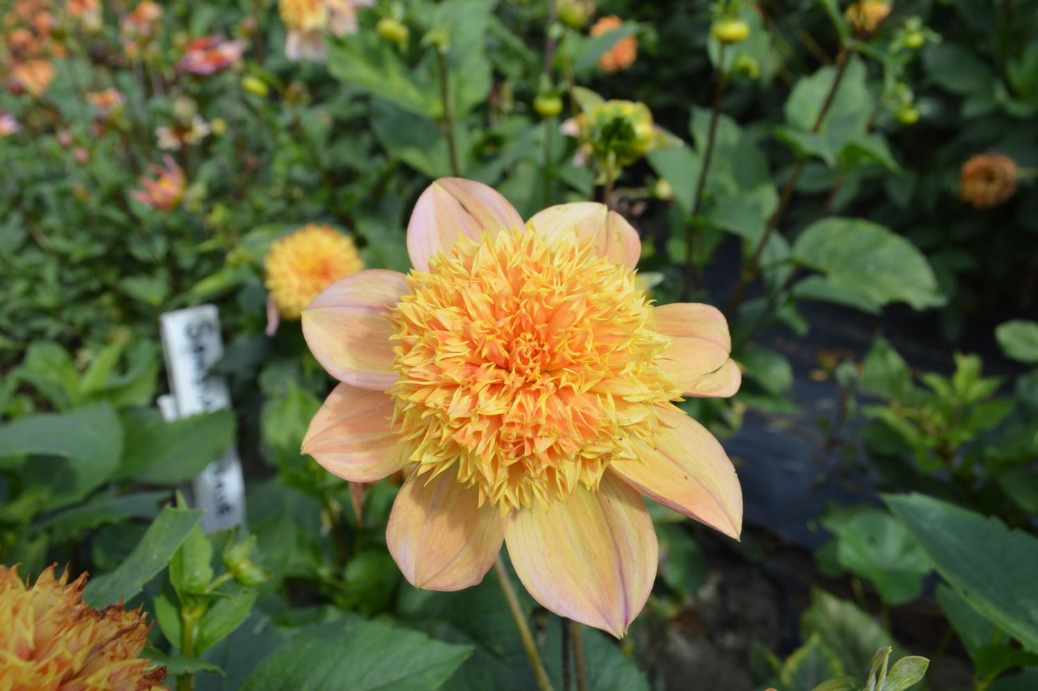 Sandia Brocade