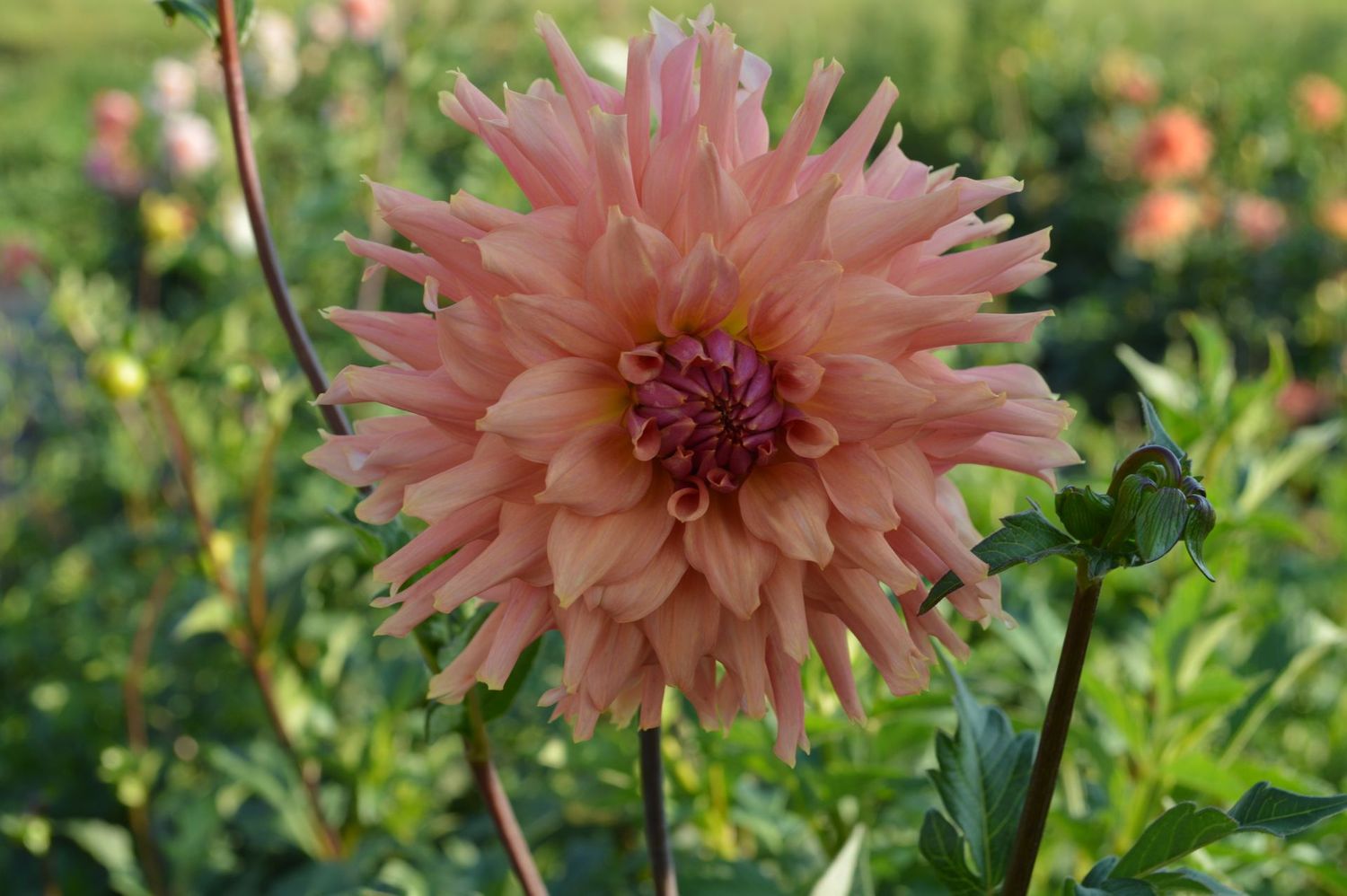 Terracotta