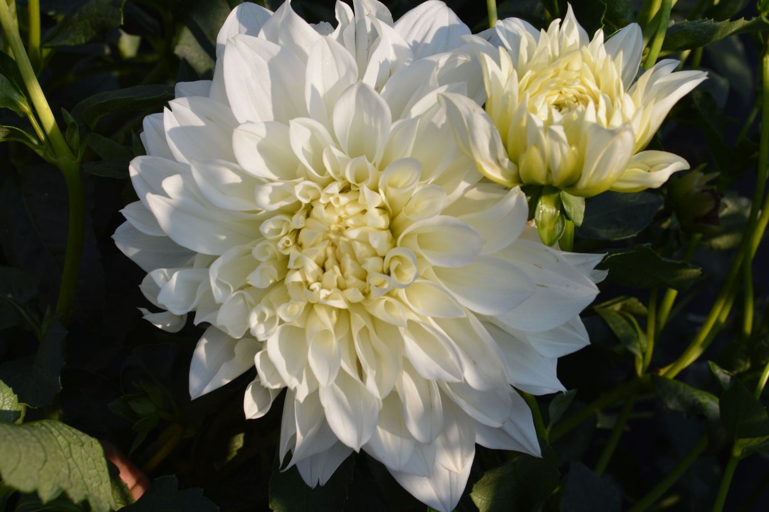 White Perfection