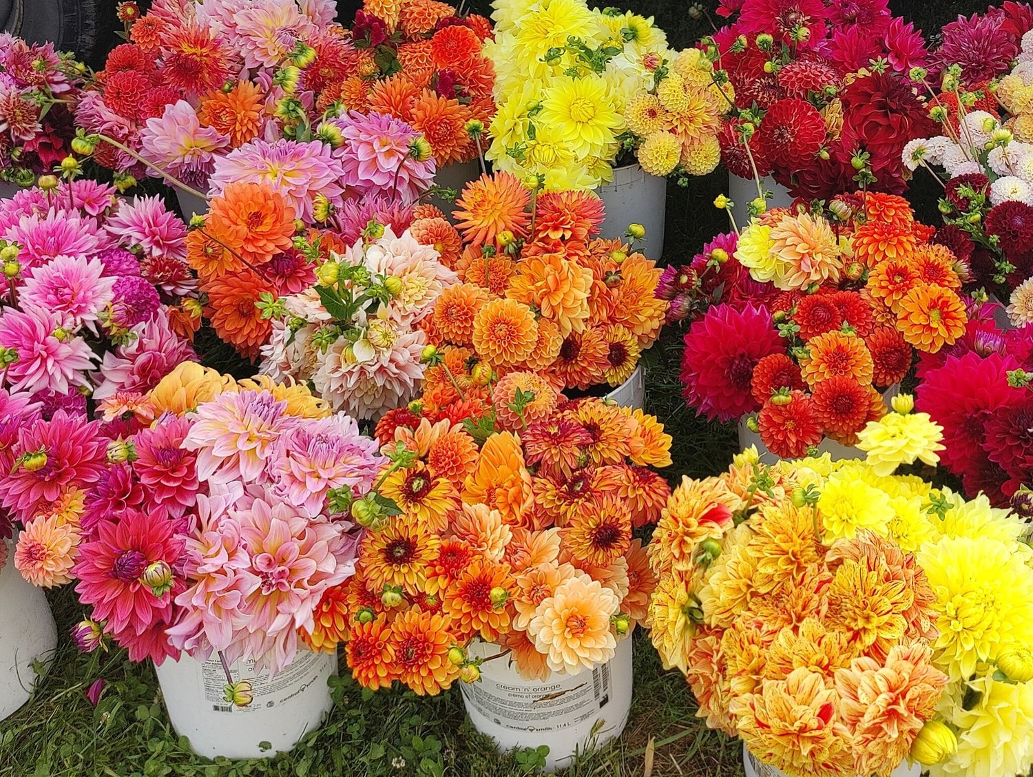Mixed Dahlias - 5 Tubers