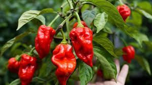 Trinidad Scorpion - 4 inch pot