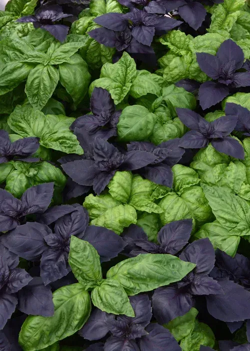 Tri Basil mix - 4 inch pot
