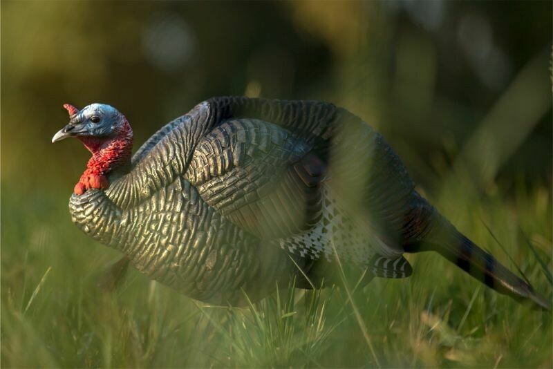 DAVE SMITH DECOYS TURKEY JAKE  DSD