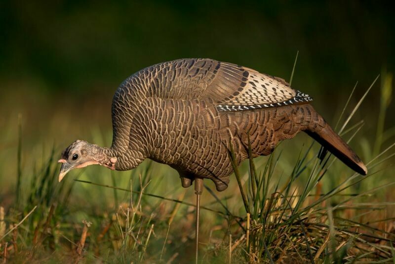 DAVE SMITH DECOYS TURKEY HEN FEEDING