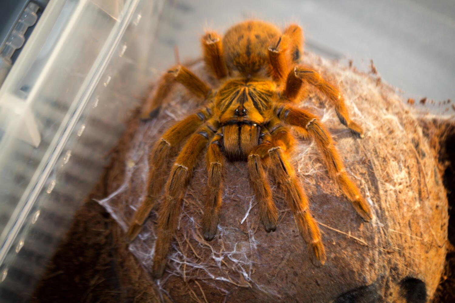 Pterinochilus murinus RCF, Tarántula murinus RCF