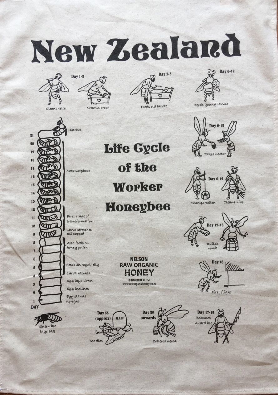 The Life Cycle Of The Worker Honey Bee