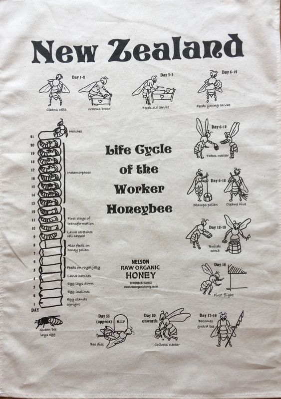 The Life Cycle Of The Worker Honey Bee