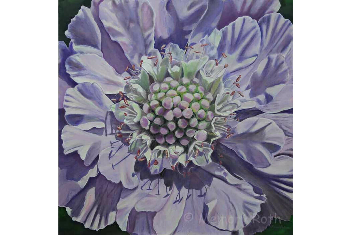 Pincushion Flower in Mauve