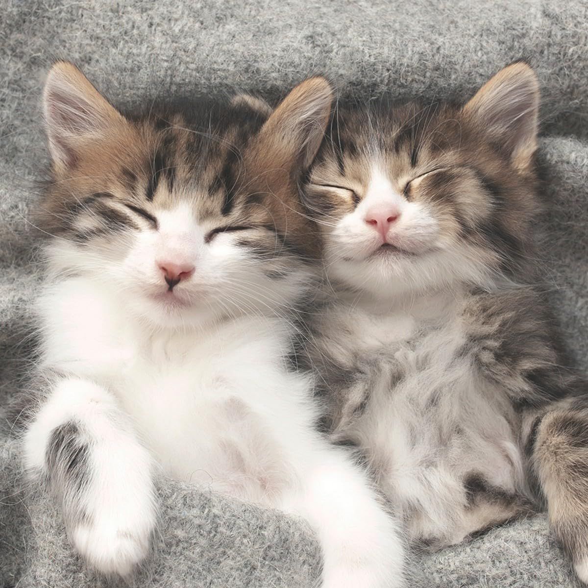 Lunch - Sleepy Cats