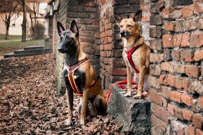 Anny.x Brustgeschirr