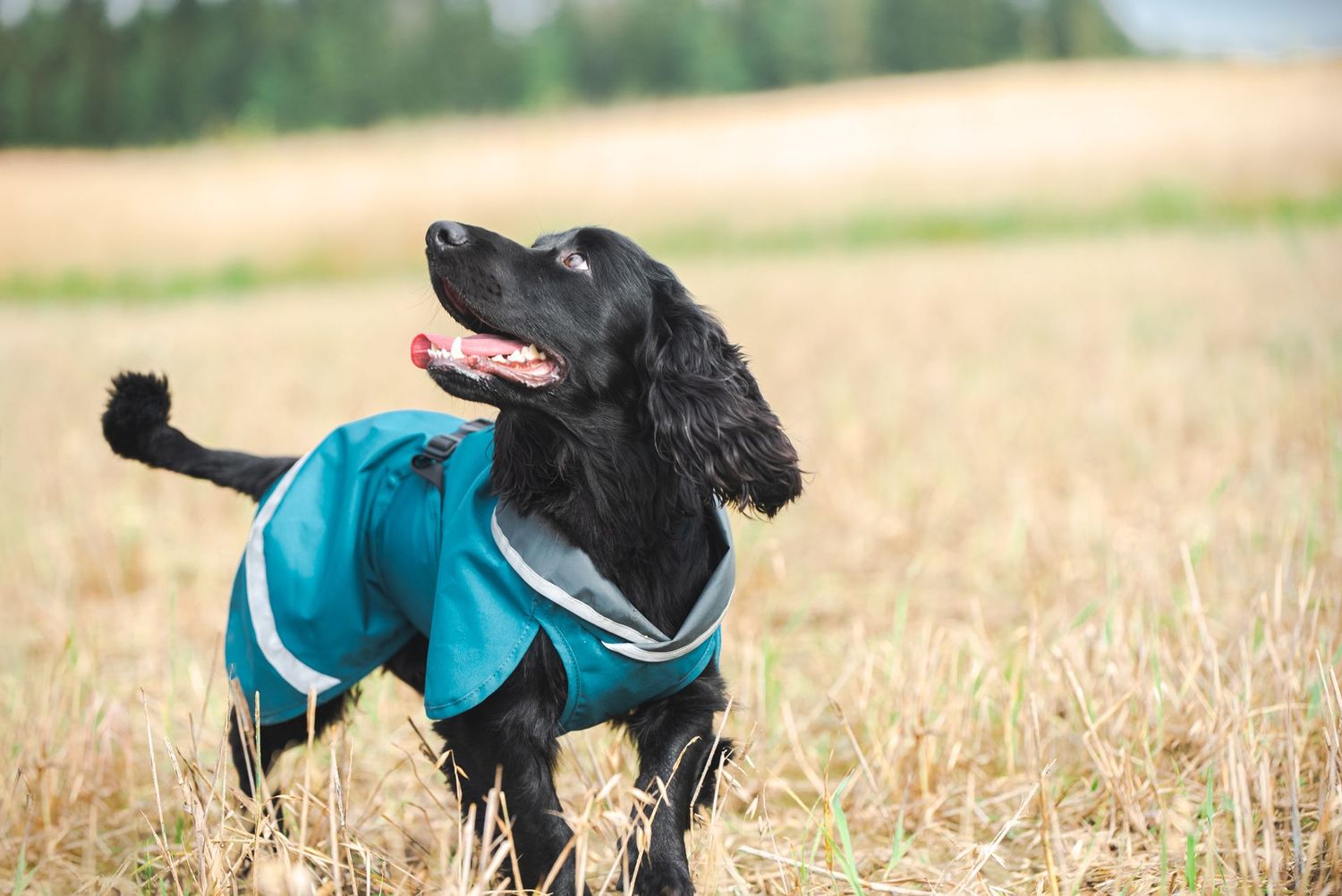 SadePomppa Petrol SadePomppa Petrol