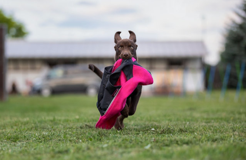 Limited Edition Pomppa Jumppa "Pink"