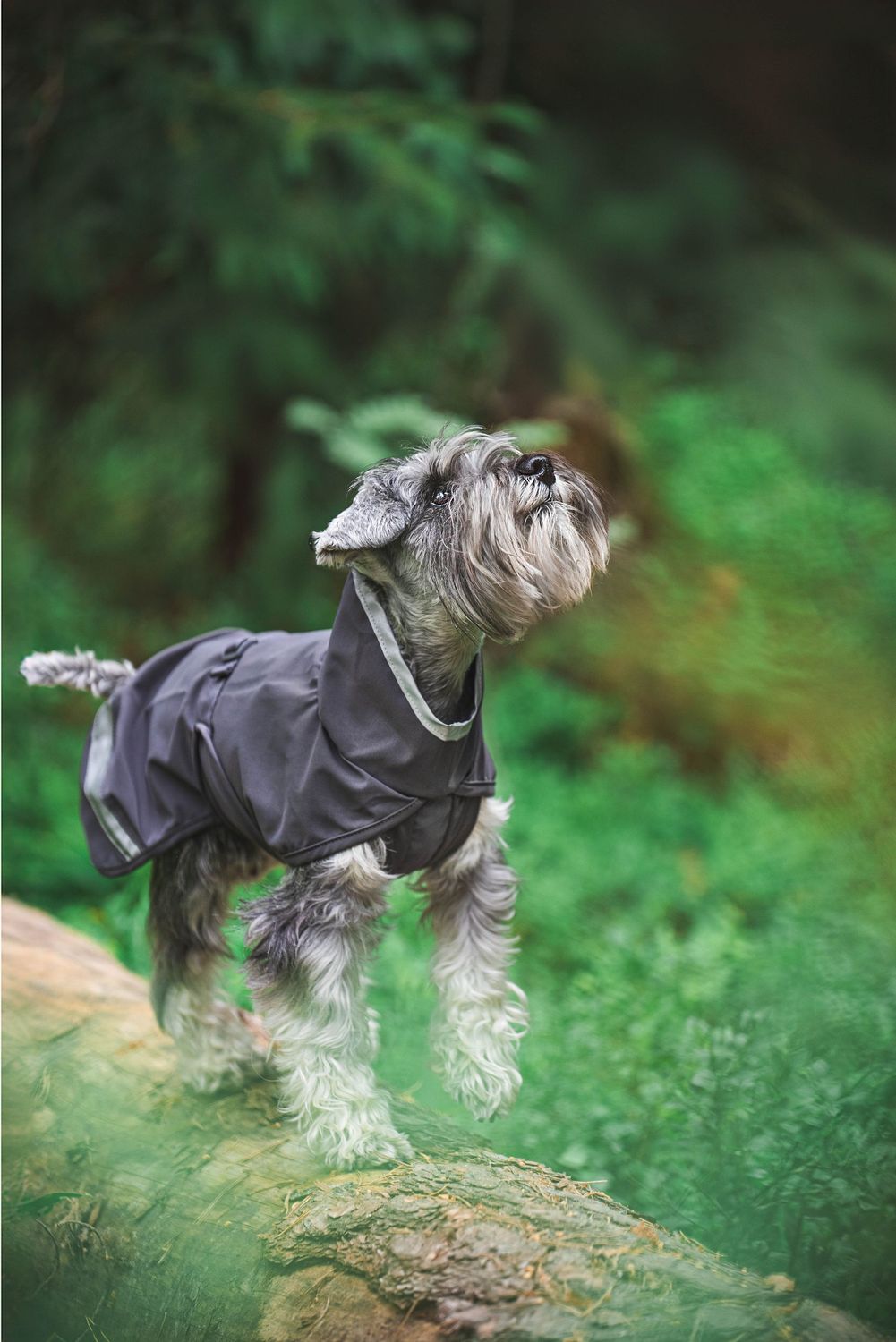 KuoriPomppa Regenmantel Graphit