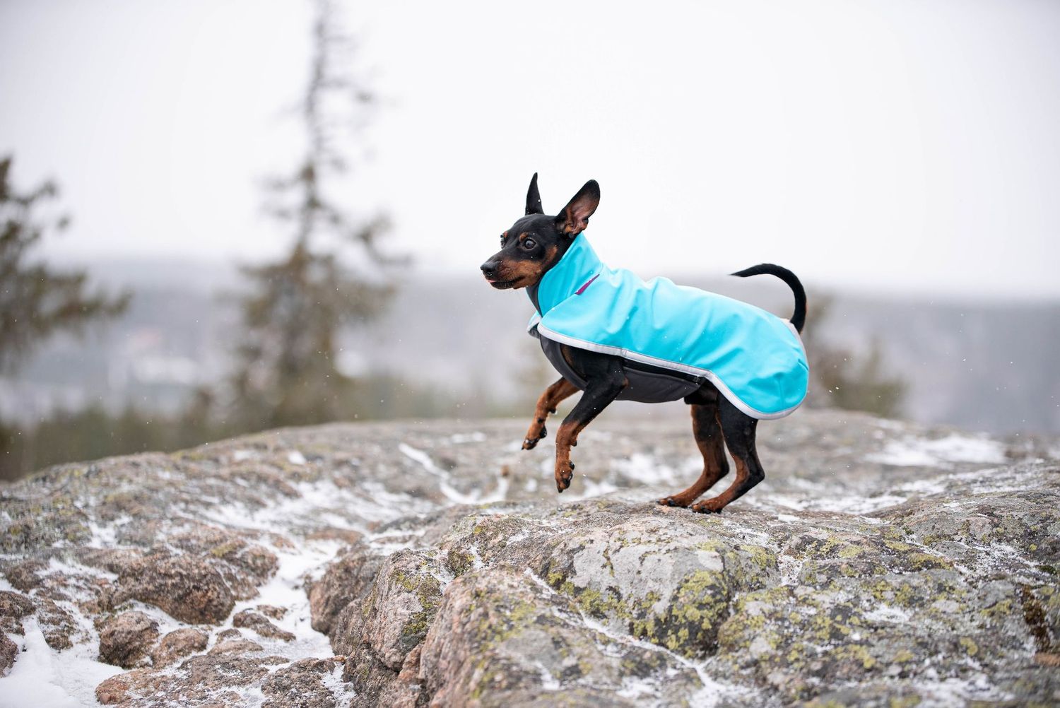 SporttiPomppa Softshellmantel Artic