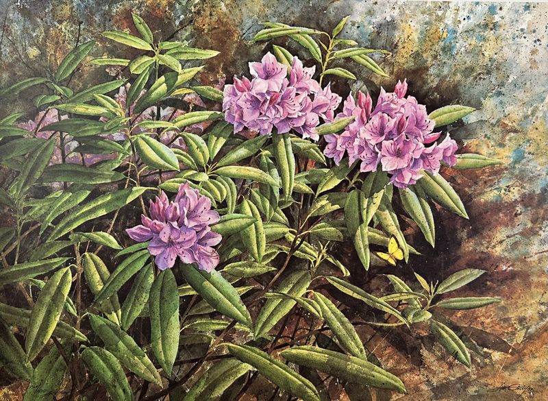 RHODODENDRON - Litho - 22 x 16 ½