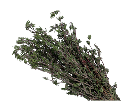 Thyme (PACK)