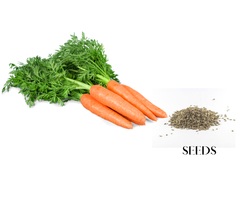 Carrot Seeds - Red Carrot (1/4 lb. seeds)