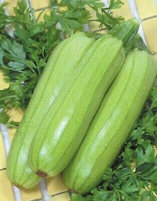 Zucchini (Hybrid) - Jade #2 seeds (1,000 seeds)