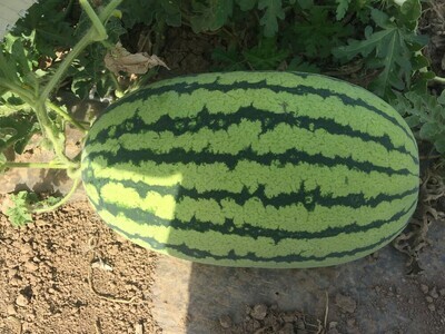 Watermelon Seeds - Overlord (1,000 seeds)