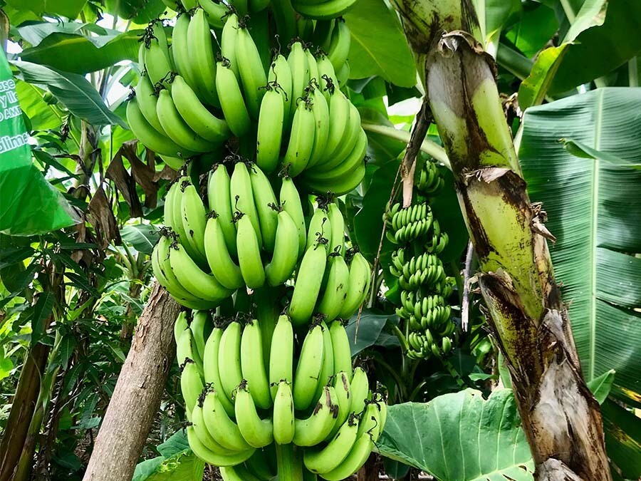 Tour del Banano en La Jorará