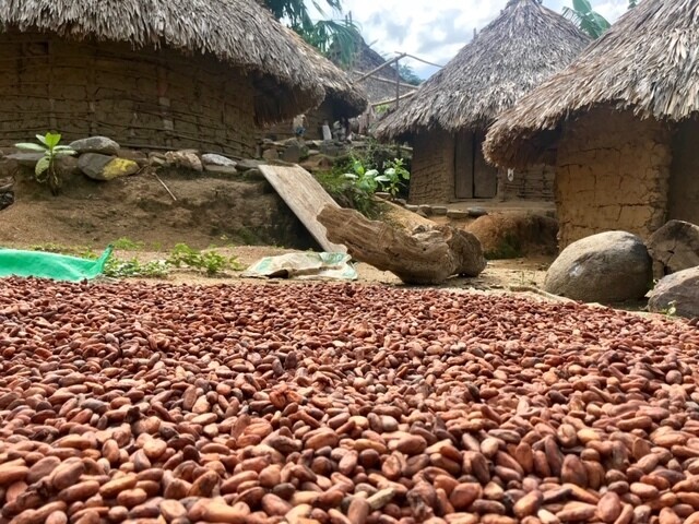 Cacao Organico al 72%