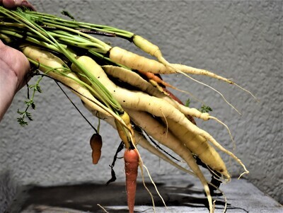 Carrots - Trosly