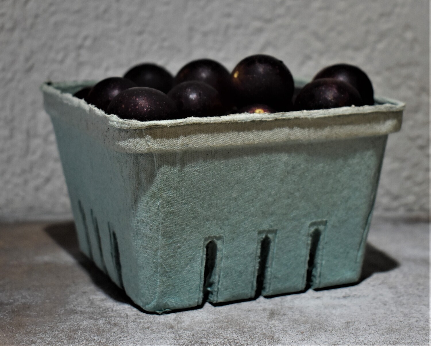 Grapes - Purple Muscadines QT - CM