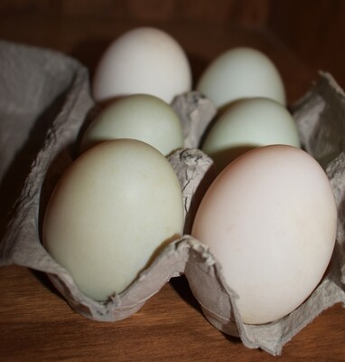 Eggs - Duck - 1/2 Dozen - WSF