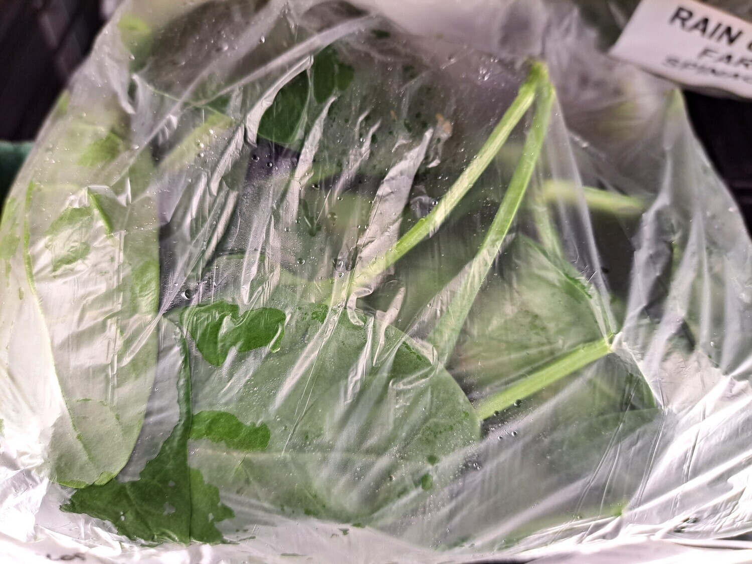 Greens - Spinach - RCF