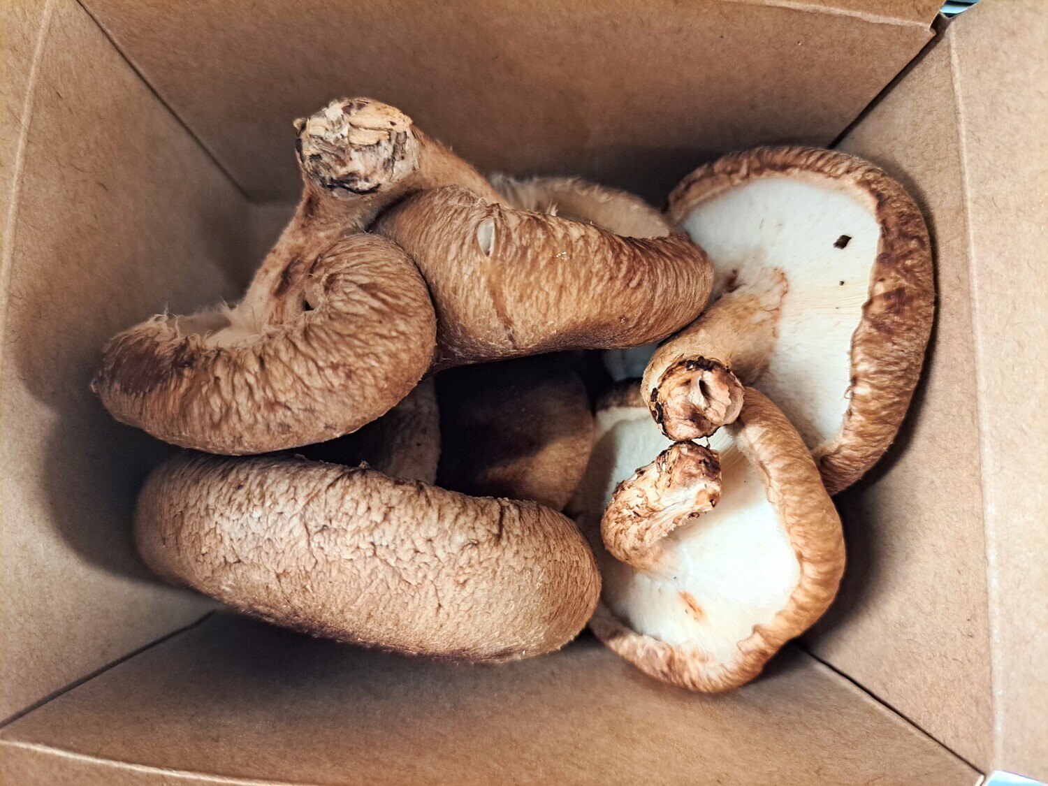 Mushrooms - Shitake - Trosly
