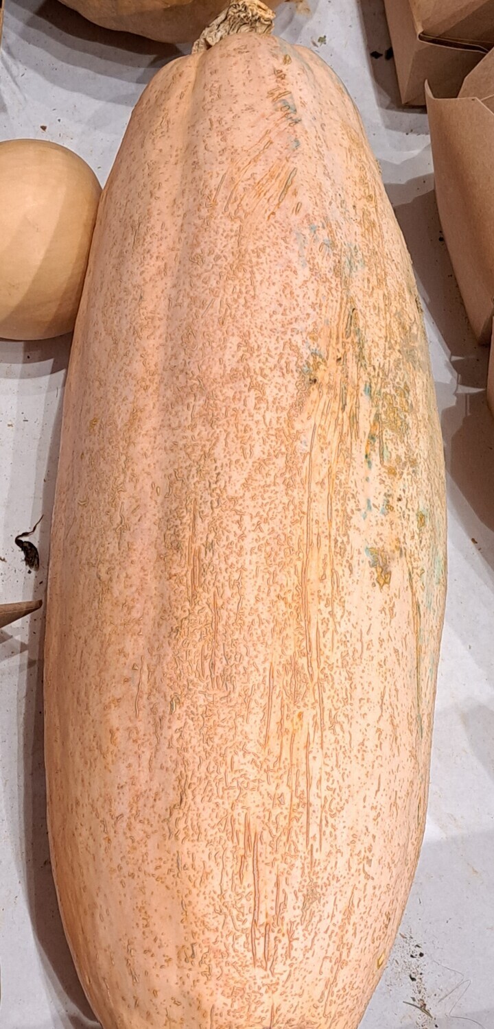 Squash - Candy Roaster - BTO