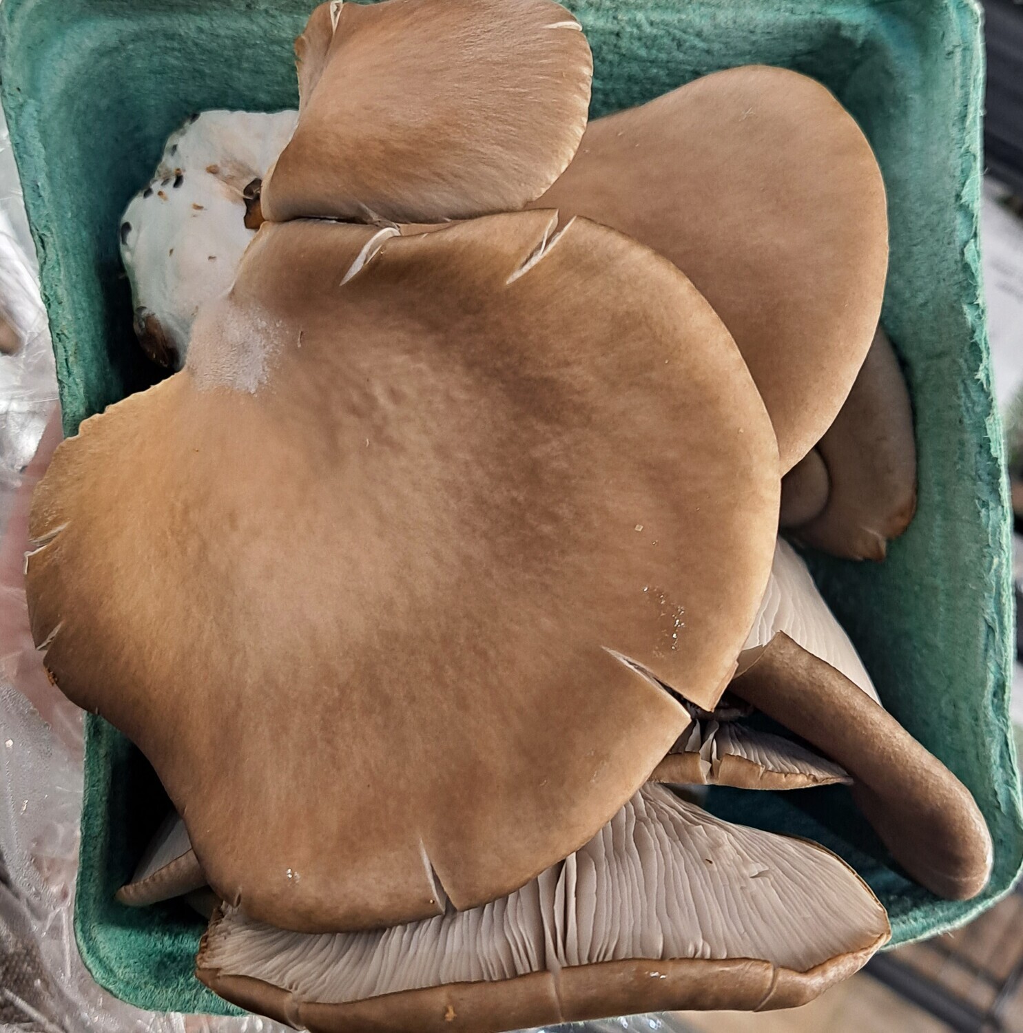 Mushrooms - Lions Mane - Quart - DRF