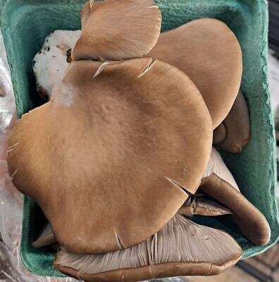 Mushrooms - Lions Mane - Quart - DRF