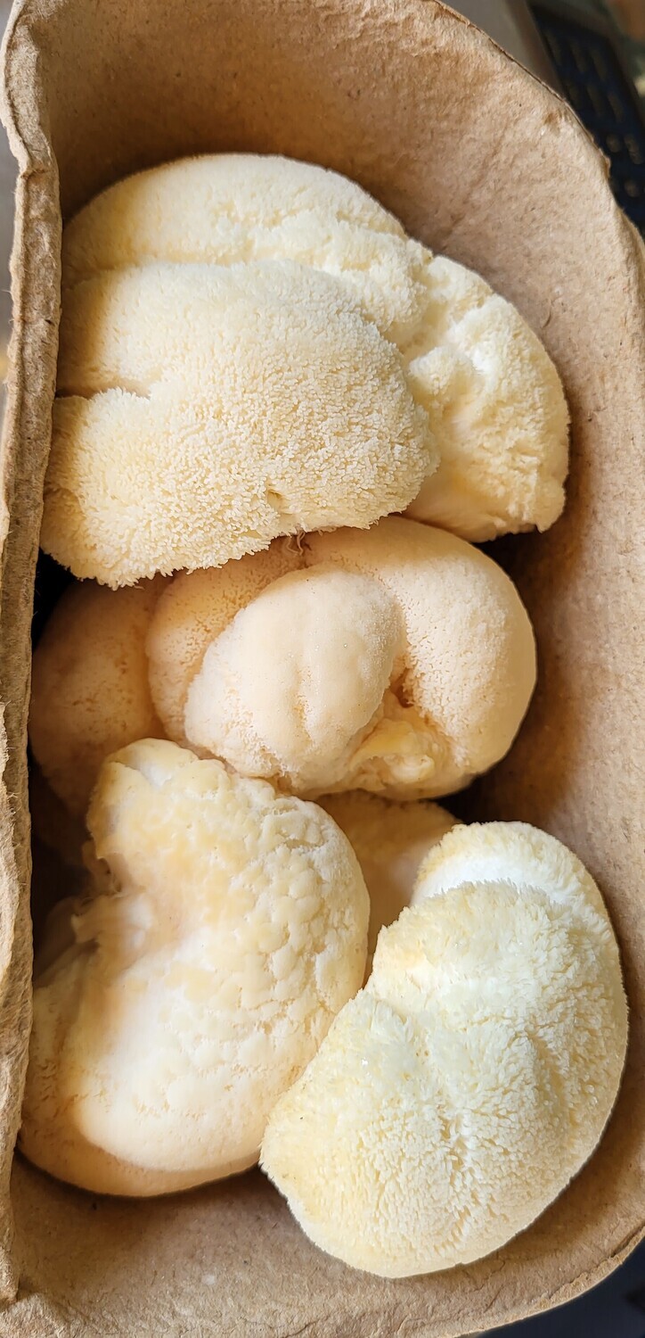 Mushrooms - Pink Oyster - DRF