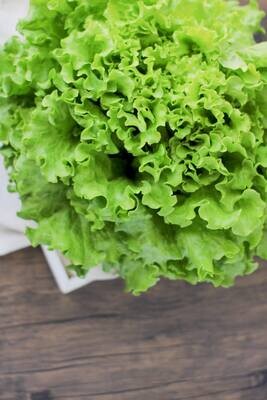 Greens - Greenleaf Lettuce - GPF