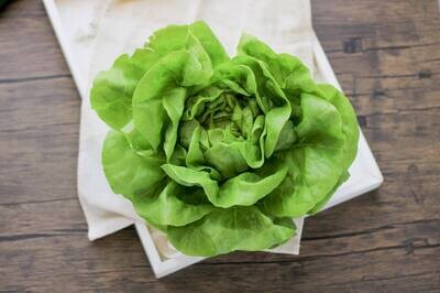 Greens - Butterhead Lettuce - GPF
