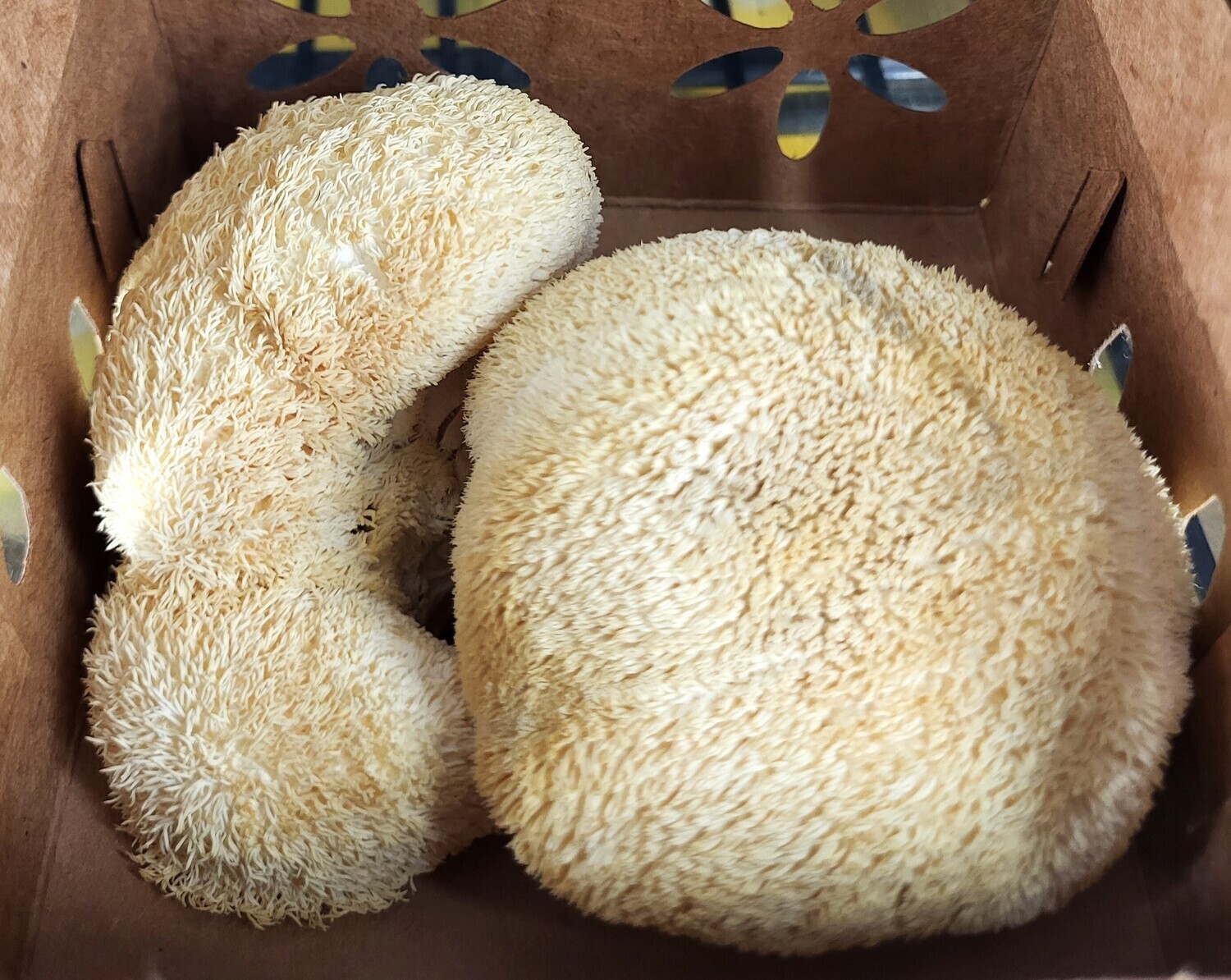 Mushroom - Lions Mane - pint - DRF