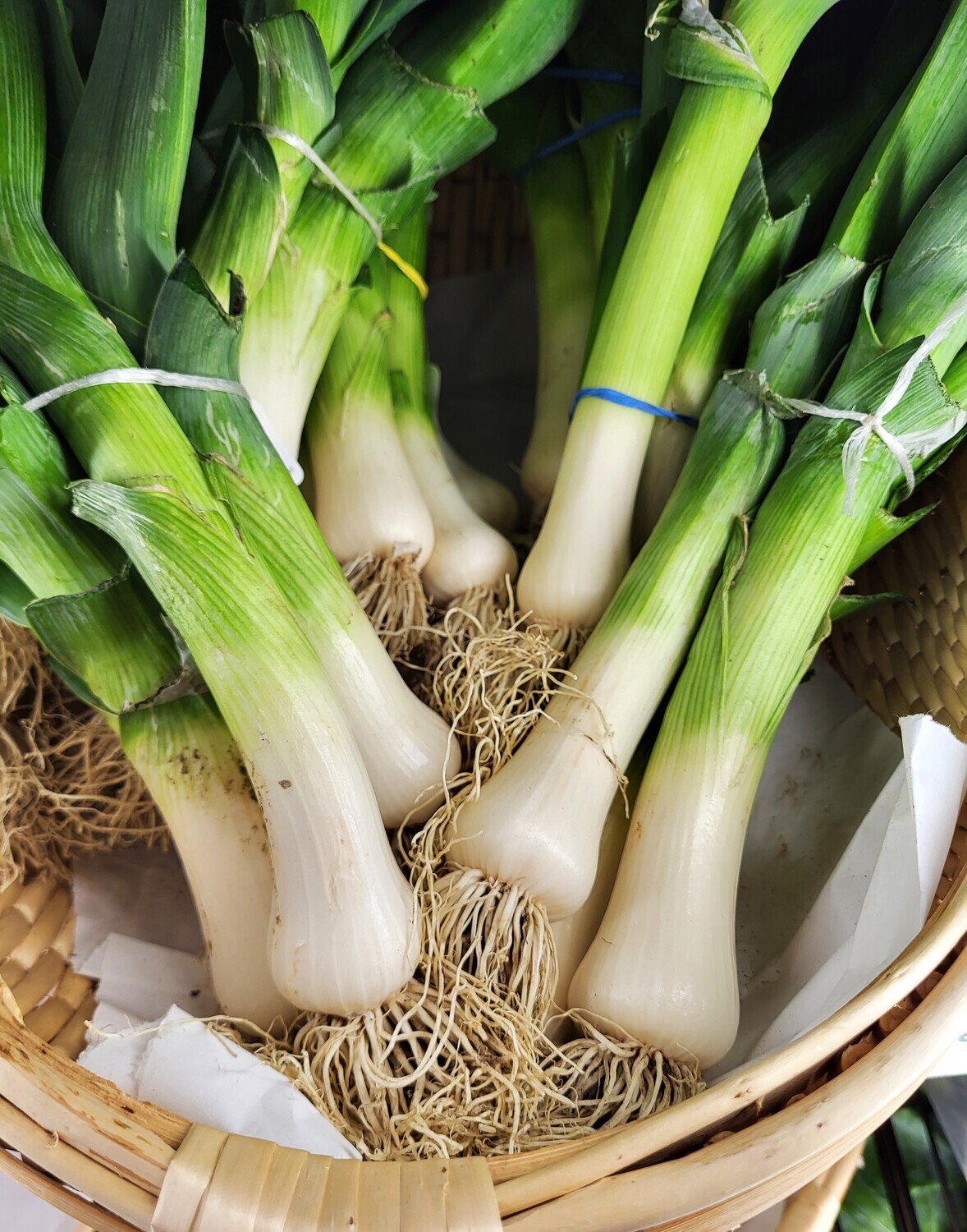 Leeks - CM